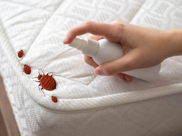 Flea Control Services in Colonial Pine Hills, SD